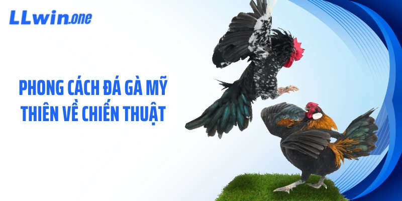 Phong cách đá gà Mỹ thiên về chiến thuật