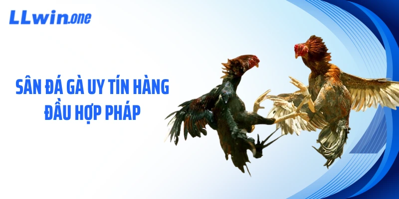Sân đá gà uy tín hàng đầu hợp pháp