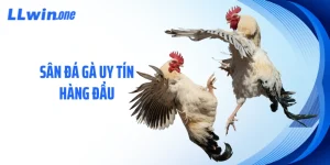 Sân Đá Gà Uy Tín Hàng Đầu - Điểm Đến Được Tin Chọn Nhất